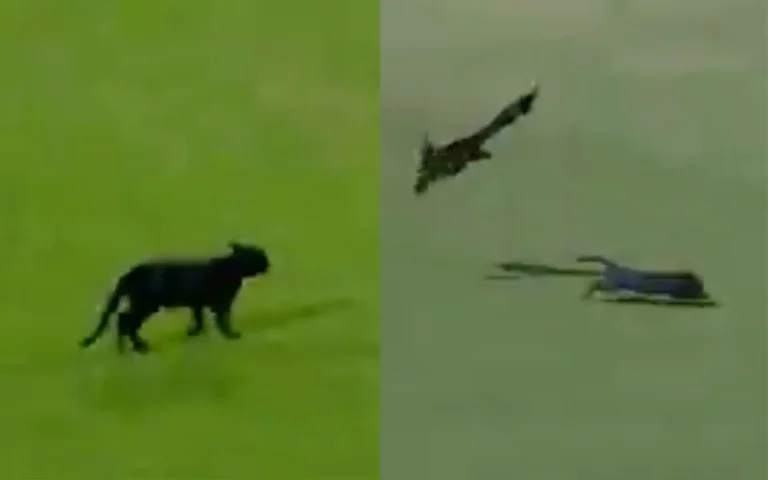 [Watch] A Black Cat’s Entry Halts Pakistan vs New Zealand Final – What It Means for Cricket Fans Before ICC Champions Trophy 2025